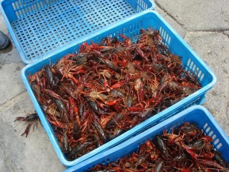 市場上售賣的小龍蝦