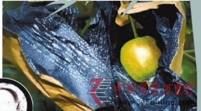 果農(nóng)給蘋(píng)果套的藥袋里沾滿用農(nóng)藥勾兌(小圖)的白色藥末。 果農(nóng)給蘋(píng)果套的藥袋里沾滿用農(nóng)藥勾兌(小圖)的白色藥末。