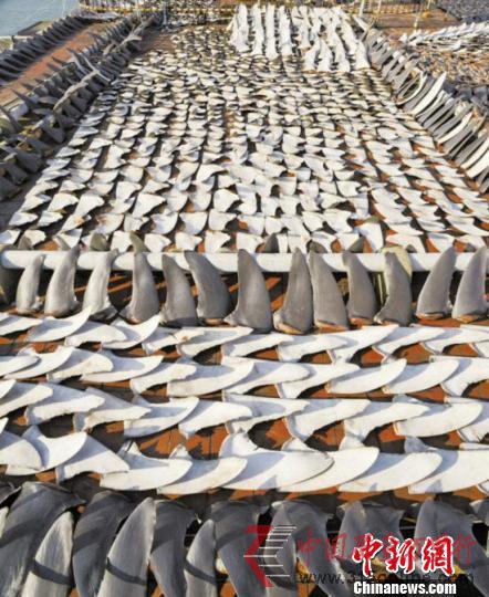浙江市場1/3干魚翅鎘超標(biāo)中間商獲利數(shù)十倍