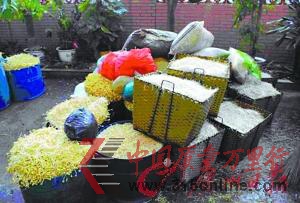 黑作坊日產兩千斤毒豆芽 所添激素或致兒童早熟